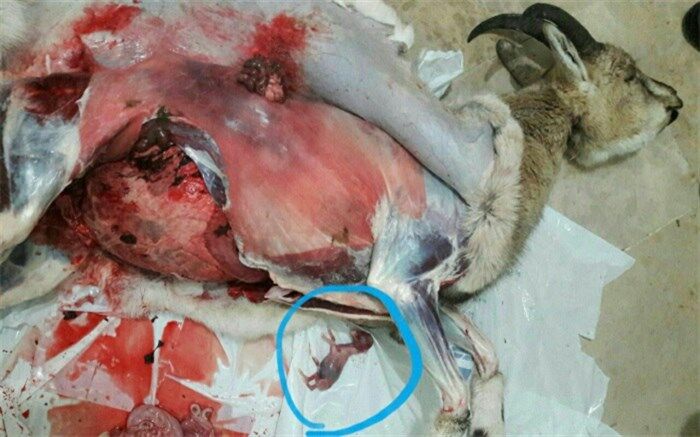 شکار بی رحمانه بز آبستن در طالقان