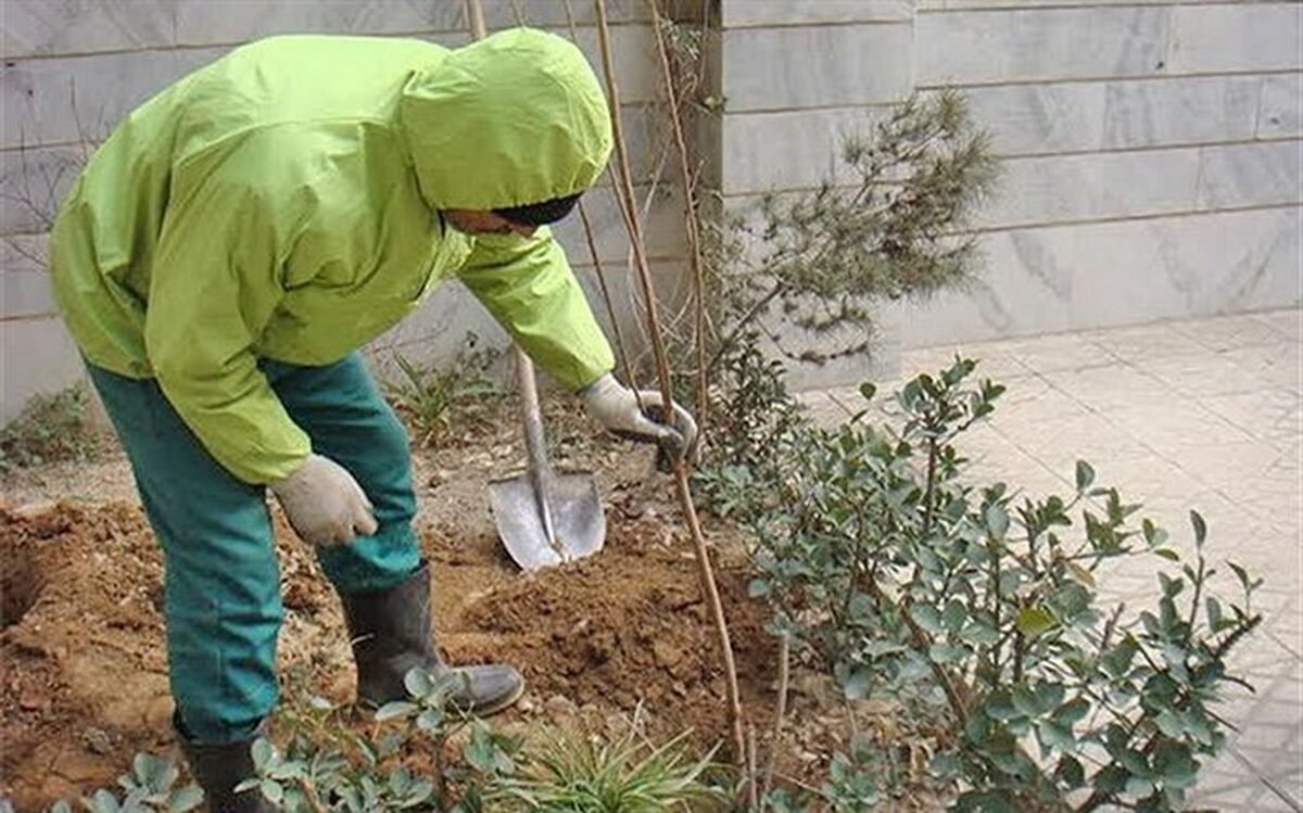 شهروندان ارومیه  نهال رایگان دریافت می کنند