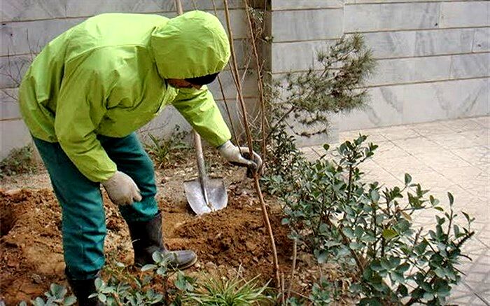 شهروندان ارومیه  نهال رایگان دریافت می کنند