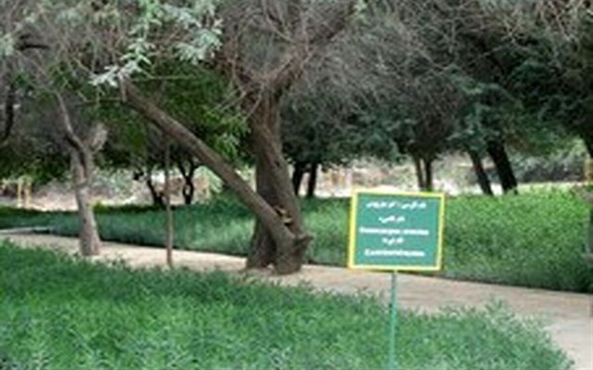 ۶۰ نهالستان آذربایجان غربی مجوز فعالیت دریافت کردند