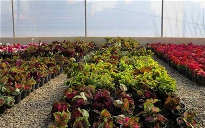 فضای شهر ارومیه با کاشت 3 میلیون بوته گل بهاری می شود