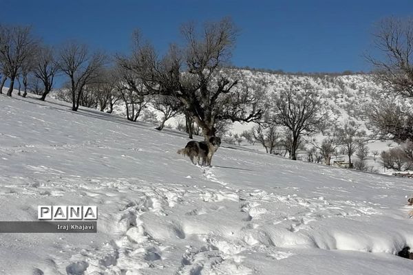 روستای سررگ از توابع شهرستان دهدز در خوزستان سپید پوش شد