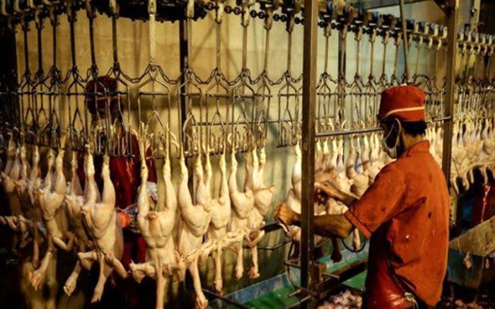 اشتغال ۷۰ نفر در کشتارگاه صنعتی طیور ایوان‌کی رقم خورد