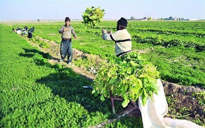 اشتغالزایی برای 5هزار نفر در بخش کشاورزی