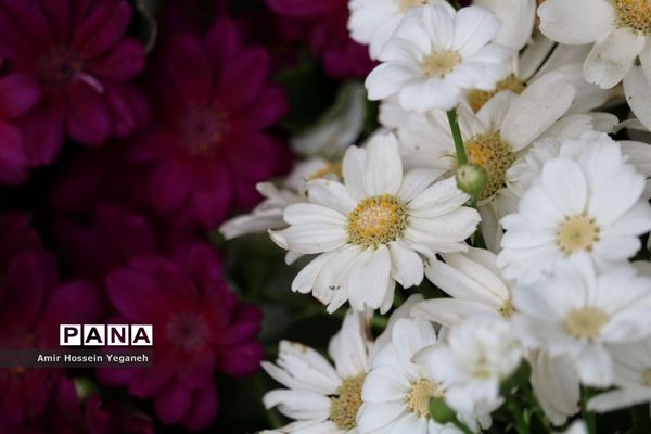 استقبال از بهار