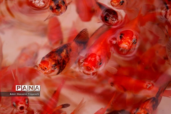 استقبال از بهار