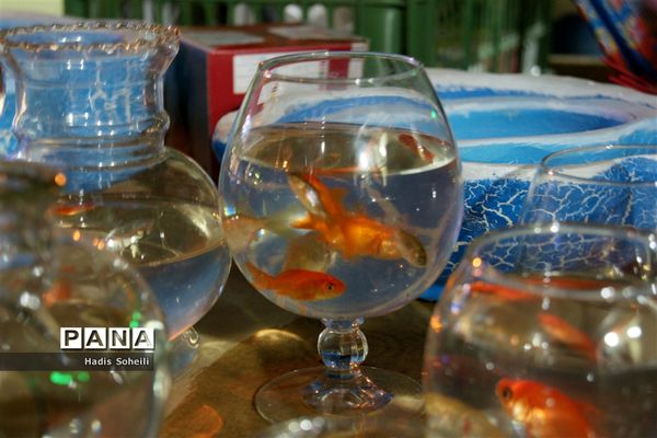 حال‌و‌هوای شهرقدس در روز‌های پایانی سال ۹۷