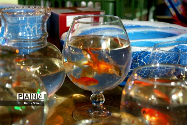 حال‌و‌هوای شهرقدس در روز‌های پایانی سال ۹۷