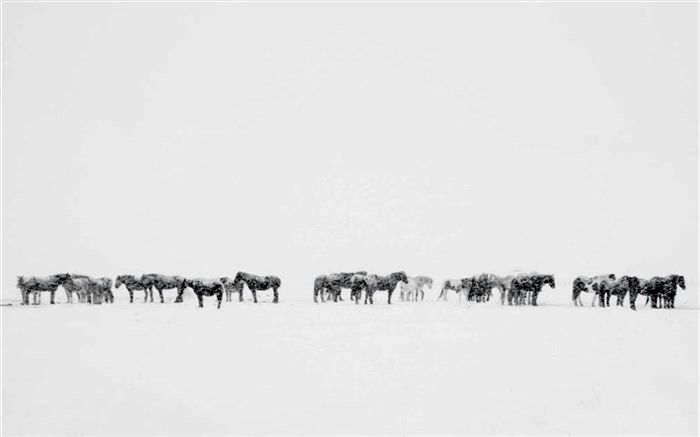 چراگاه برفی اسب‌ها در عکس روز نشنال جئوگرافیک