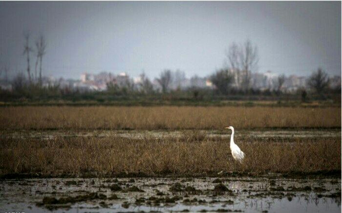 تالاب امازاده پیر سلمان