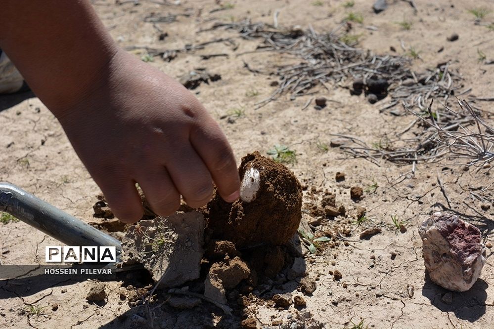 برداشت قارچ از مزارع و صحراهای شهرستان خوسف