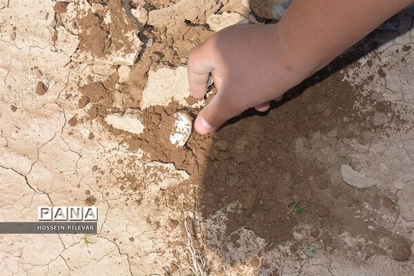 برداشت قارچ از مزارع و صحراهای شهرستان خوسف