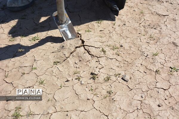 برداشت قارچ از مزارع و صحراهای شهرستان خوسف