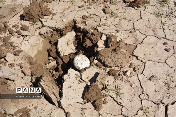 برداشت قارچ از مزارع و صحراهای شهرستان خوسف