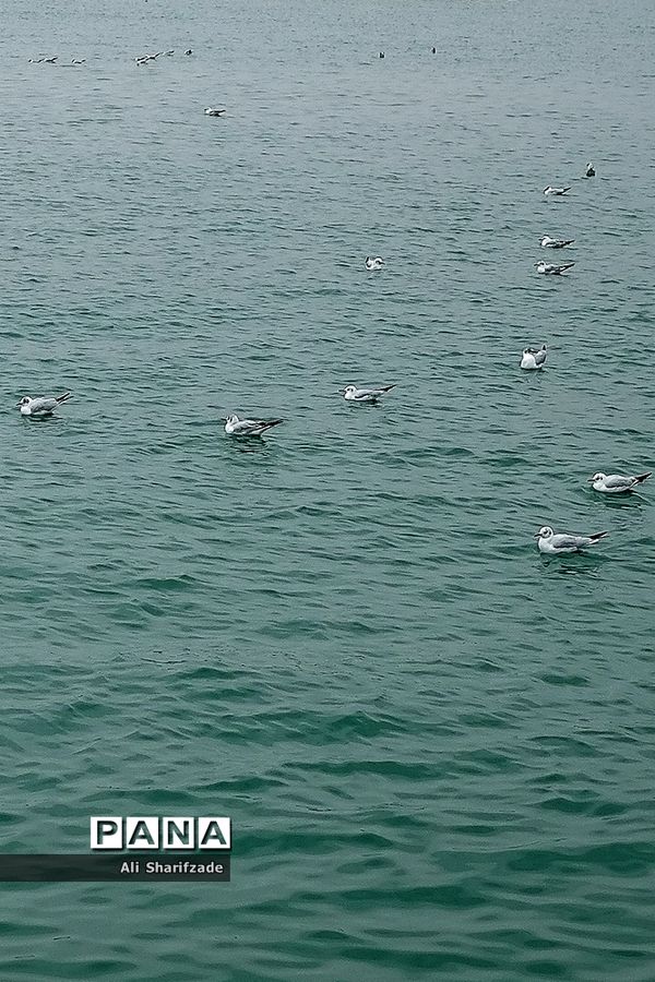 دریاچه شهدای خلیج فارس