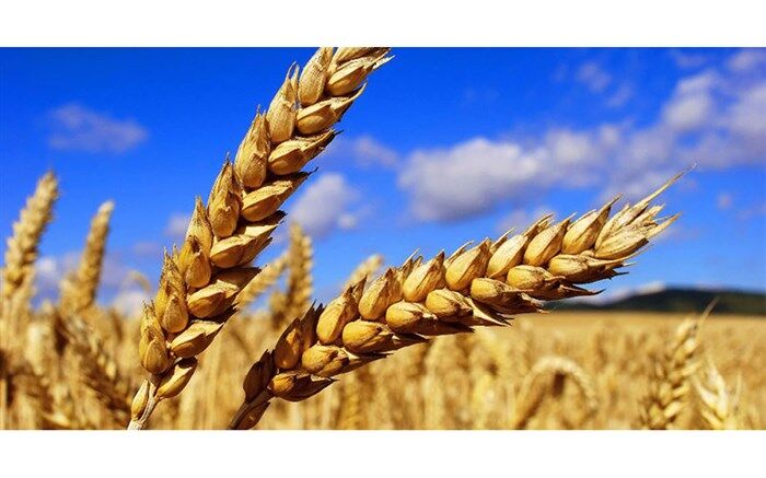 پیش بینی برداشت 280هزارتن گندم در شهرستان های‌ گرمی و بیله سوار