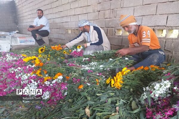 برداشت گل شب‌بو و همیشه‌بهار در روستای شبیشه شهرستان حمیدیه