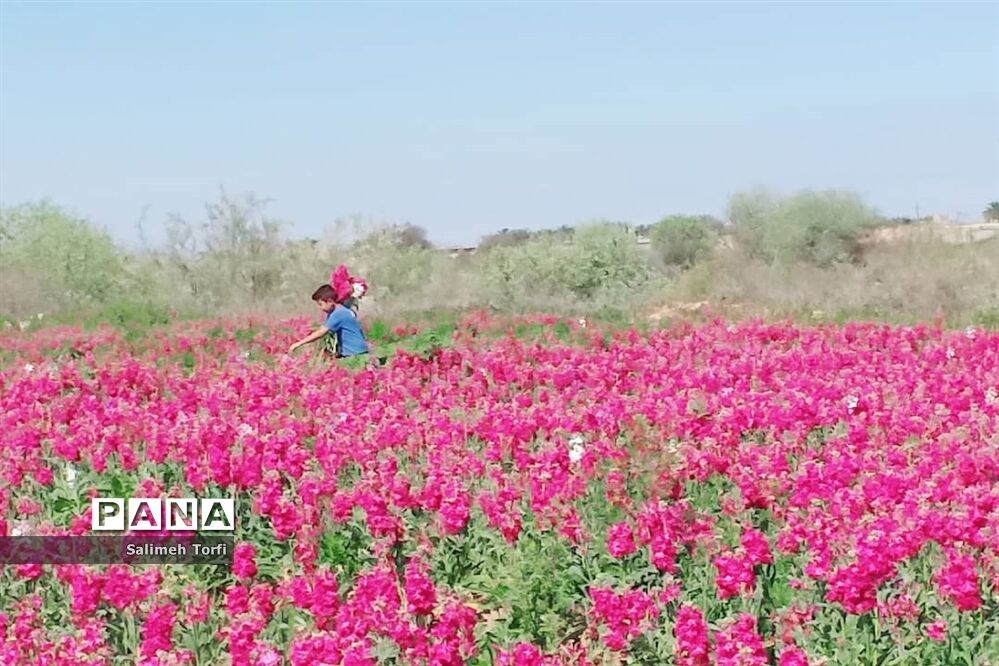 برداشت گل شب‌بو و همیشه‌بهار در روستای شبیشه شهرستان حمیدیه