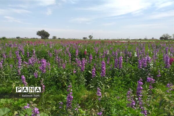 برداشت گل شب‌بو و همیشه‌بهار در روستای شبیشه شهرستان حمیدیه