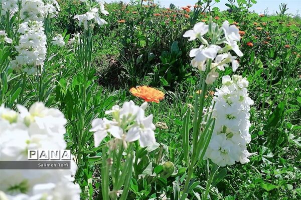 برداشت گل شب‌بو و همیشه‌بهار در روستای شبیشه شهرستان حمیدیه