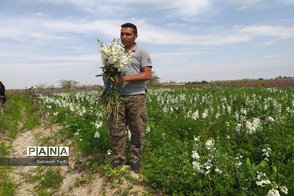 برداشت گل شب‌بو و همیشه‌بهار در روستای شبیشه شهرستان حمیدیه