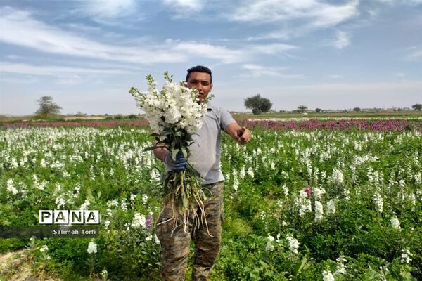 برداشت گل شب‌بو و همیشه‌بهار در روستای شبیشه شهرستان حمیدیه
