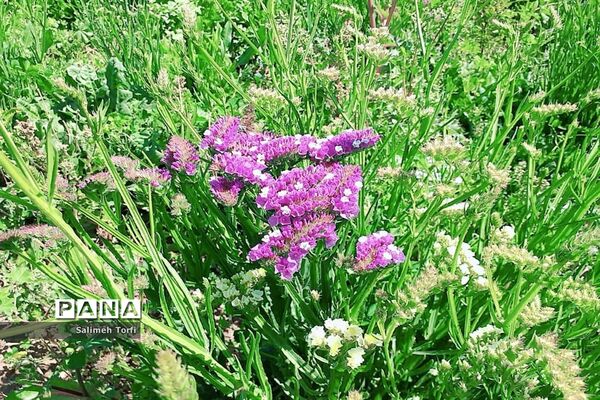 برداشت گل شب‌بو و همیشه‌بهار در روستای شبیشه شهرستان حمیدیه