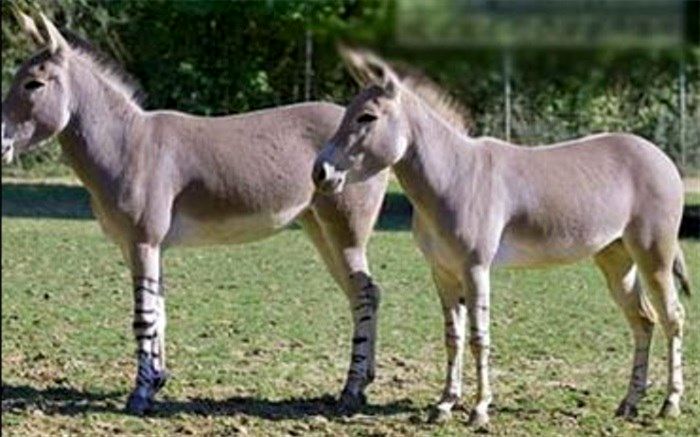 نمی خواستیم به خورد مردم بدهیم!