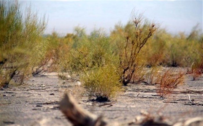 برخورد با قاچاقچیان چوب تاغ در استان سمنان تشدید می‌شود‌