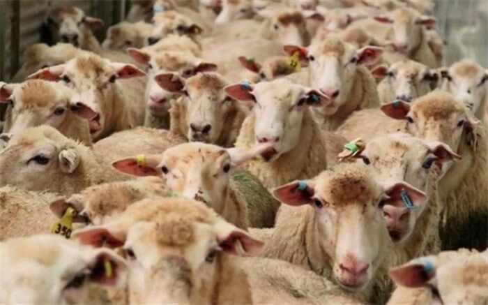 استاندار سیستان و بلوچستان خبرداد: واردات بیش از600 هزار راس دام زنده به کشور از مرزهای این استان
