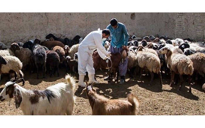3 میلیون راس دام سبک در آذربایجان غربی ایمن سازی می شوند