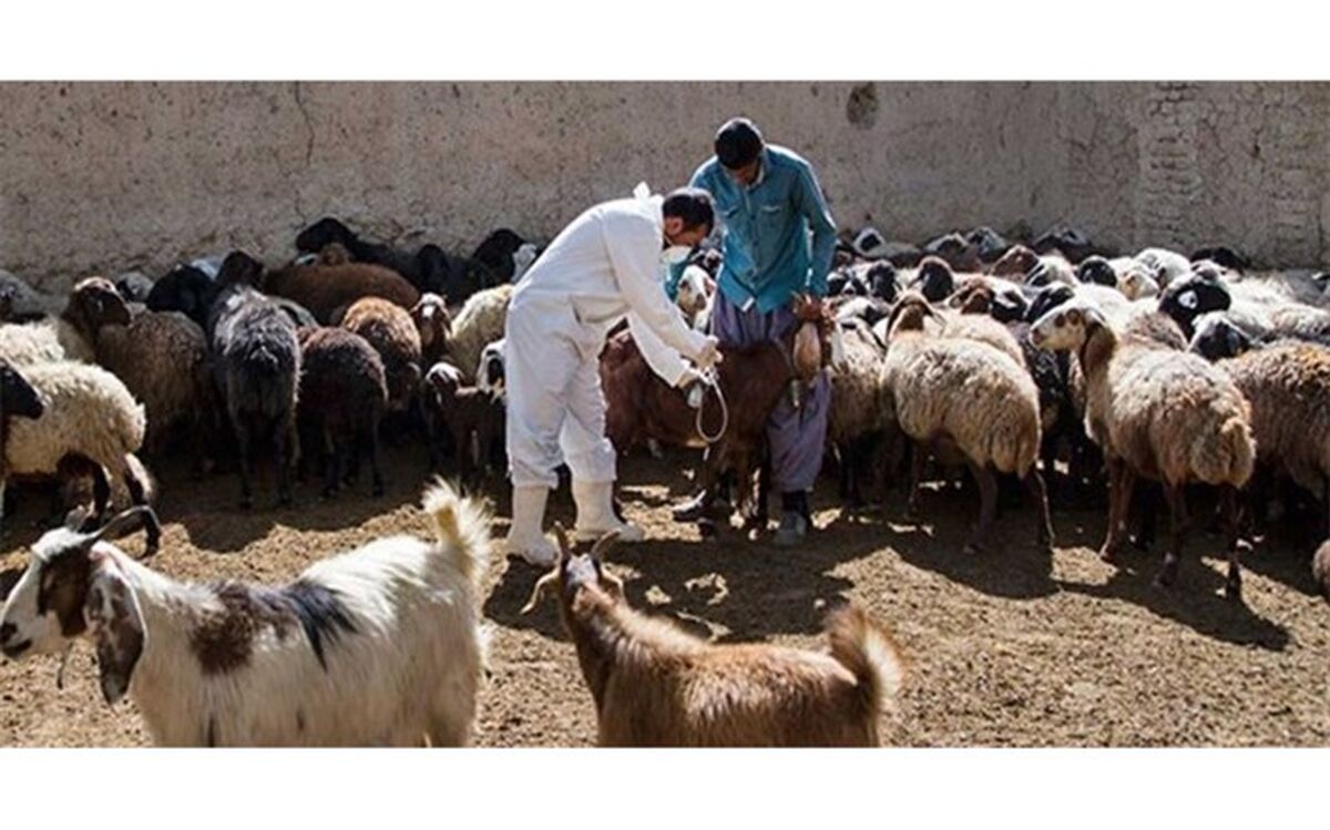 3 میلیون راس دام سبک در آذربایجان غربی ایمن سازی می شوند