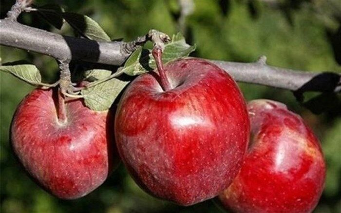 آذربایجان غربی سیب شب عید ۹ استان کشور را تامین می کند