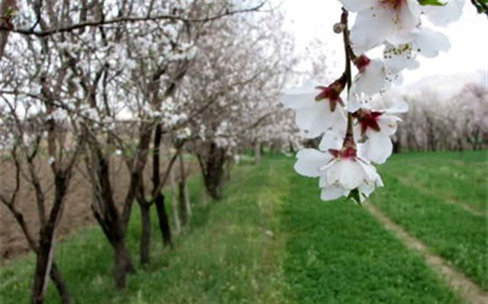 احتمال کمبود میوه‌های تابستانه به دلیل بارش‌های شدید و سیل