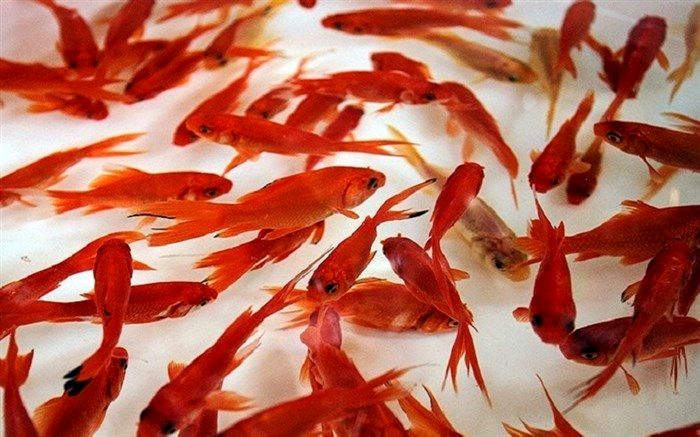 چهارمین جشنواره «ماهی حوض قصه‌ها» برگزار می‌شود