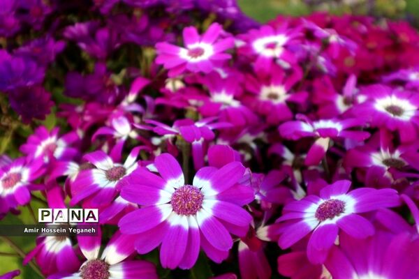 باغ گیاه شناسی مشهد