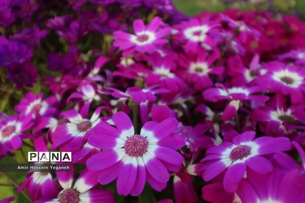 باغ گیاه شناسی مشهد