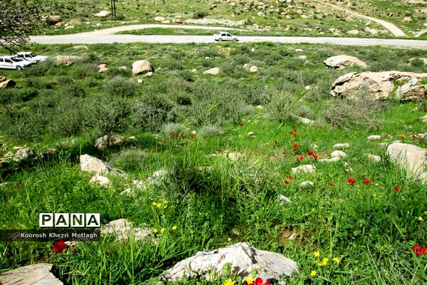 طبیعت آفتابی کازرون و جاده دوان بعد از بارندگی‌های شدید اخیر