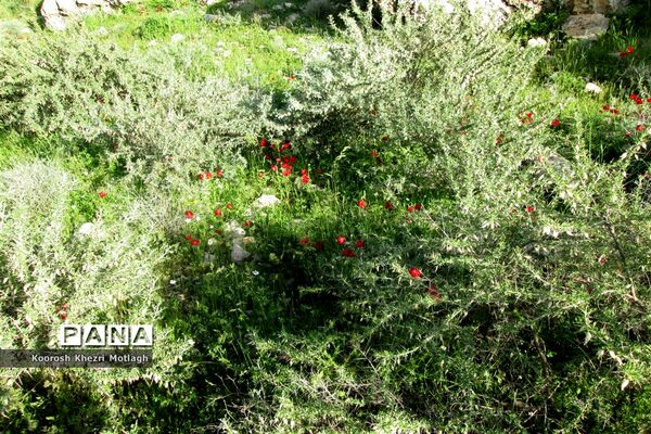 طبیعت آفتابی کازرون و جاده دوان بعد از بارندگی‌های شدید اخیر