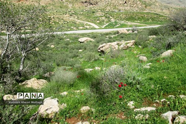 طبیعت آفتابی کازرون و جاده دوان بعد از بارندگی‌های شدید اخیر