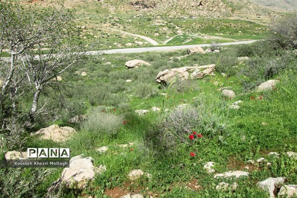 طبیعت آفتابی کازرون و جاده دوان بعد از بارندگی‌های شدید اخیر