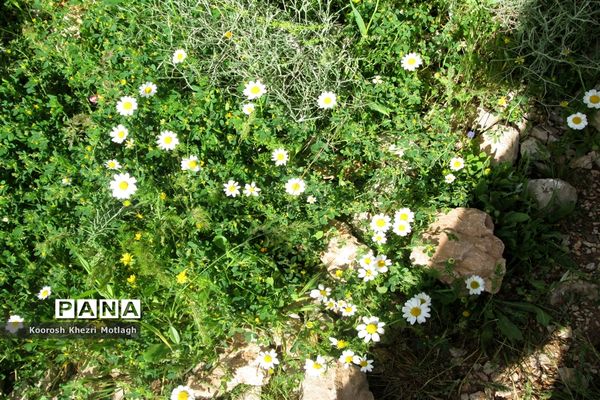 طبیعت آفتابی کازرون و جاده دوان بعد از بارندگی‌های شدید اخیر