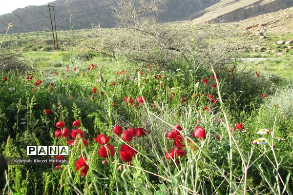 طبیعت آفتابی کازرون و جاده دوان بعد از بارندگی‌های شدید اخیر