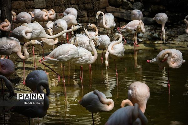 باغ پرندگان تهران در نوروز 98