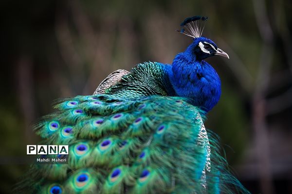 باغ پرندگان تهران در نوروز 98