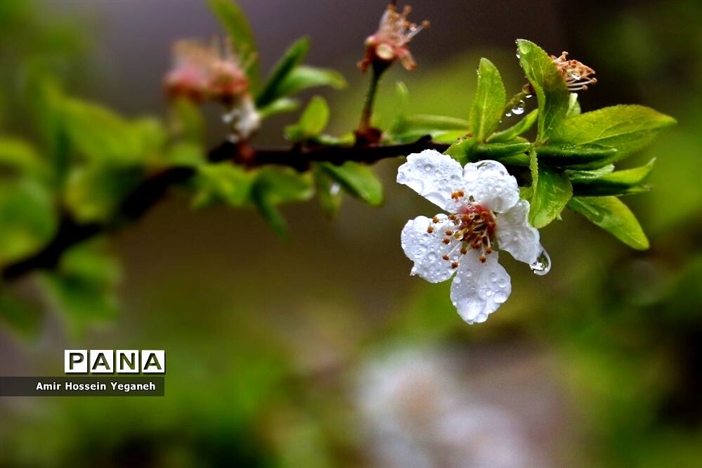 شکوفه‌های بهاری با طراوت باران