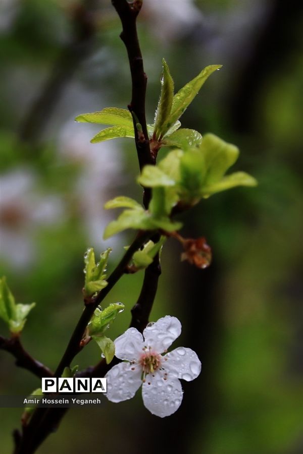 شکوفه‌های بهاری با طراوت باران