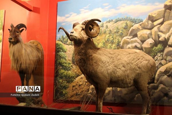 موزه حیات وحش پارک پردیسان تهران