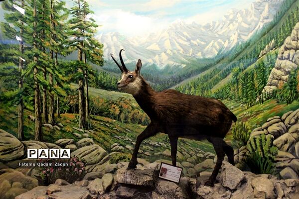 موزه حیات وحش پارک پردیسان تهران