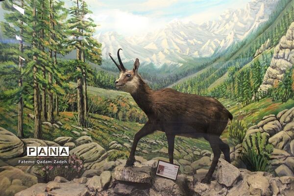 موزه حیات وحش پارک پردیسان تهران